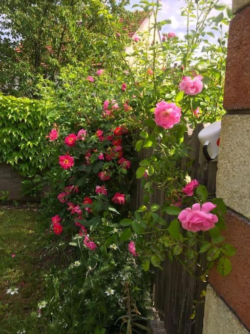 Ferienhaus Mit Garten In Thermennaehe Strebersdorf Extérieur photo